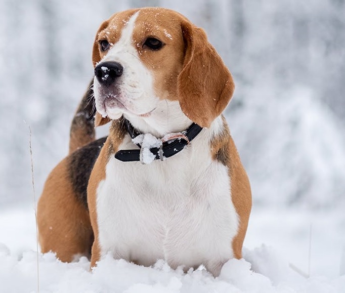 Sylwester Bez Huku – Z Psem w Puszczy