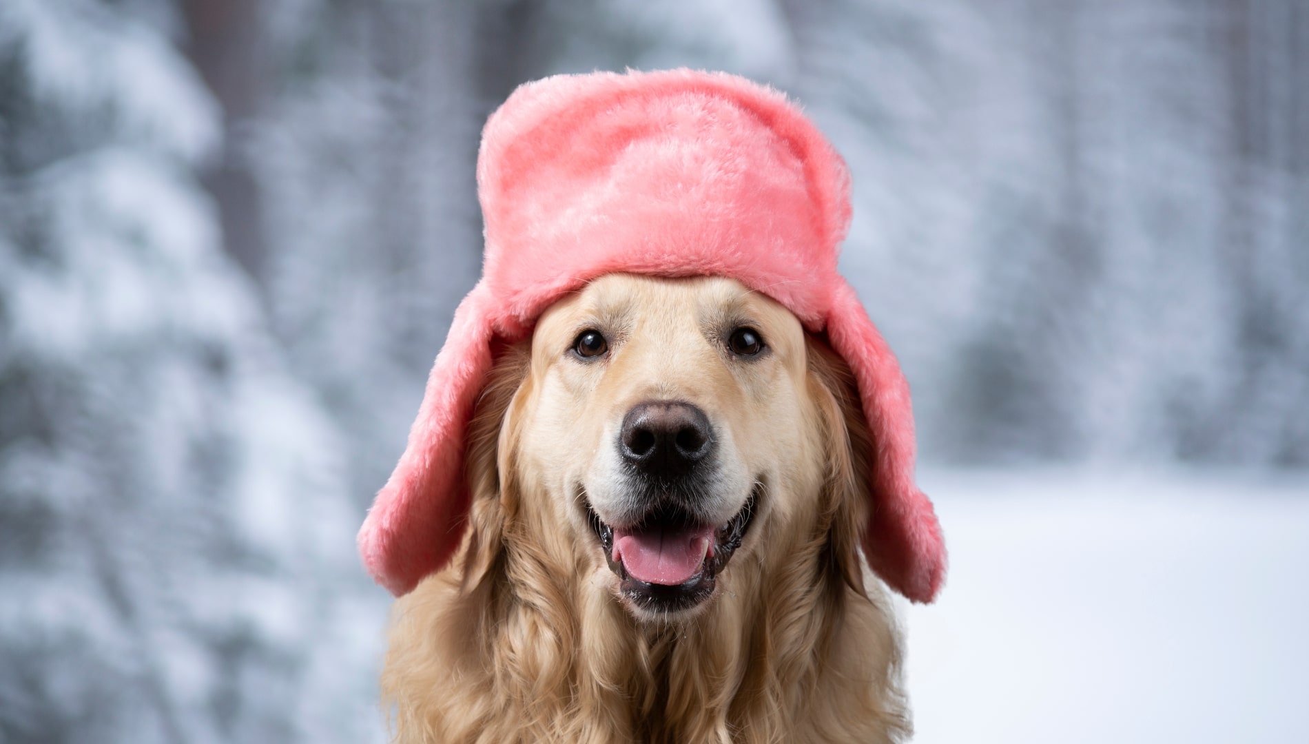 Sylwester Bez Huku – Z Psem w Puszczy